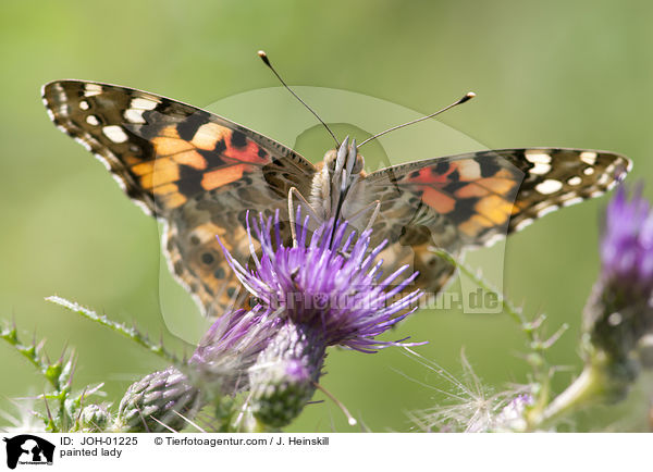 painted lady / JOH-01225
