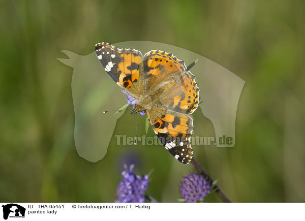 Distelfalter / painted lady / THA-05451