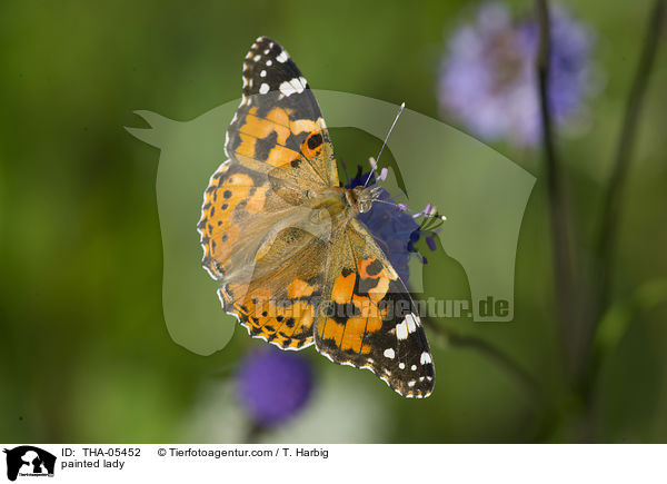 Distelfalter / painted lady / THA-05452