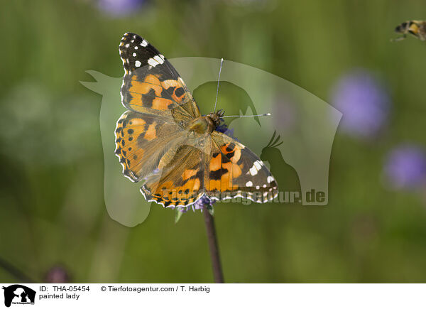 Distelfalter / painted lady / THA-05454