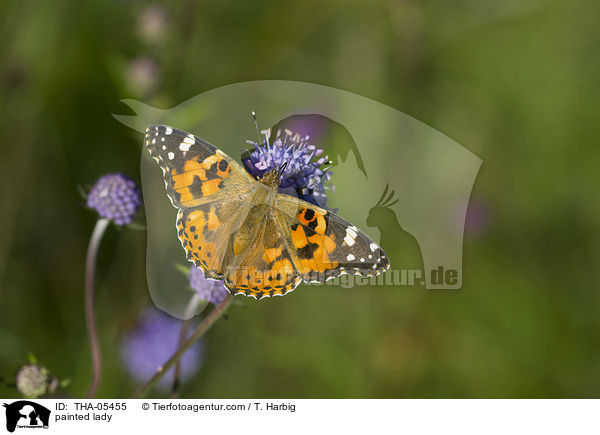 Distelfalter / painted lady / THA-05455