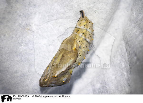 Puppe / chrysali / AH-06083
