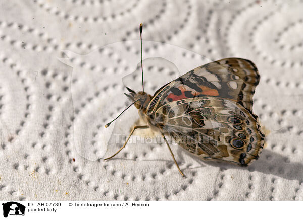 Distelfalter / painted lady / AH-07739