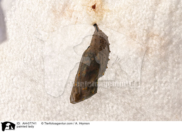 Distelfalter / painted lady / AH-07741