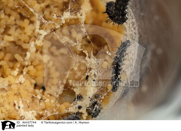 Distelfalter / painted lady / AH-07744