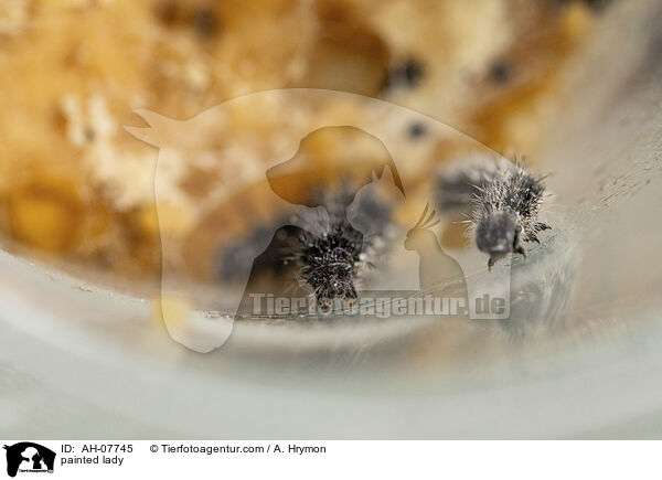 Distelfalter / painted lady / AH-07745