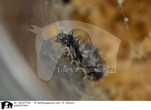 Distelfalter / painted lady / AH-07748