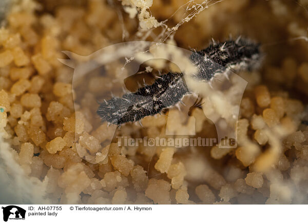 Distelfalter / painted lady / AH-07755