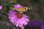 painted lady butterfly