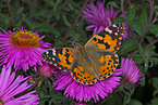 painted lady butterfly
