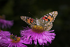 painted lady butterfly