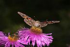 painted lady butterfly