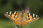 Painted Lady