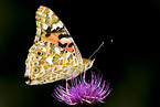 Painted Lady