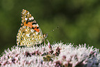 Painted Lady