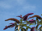 painted lady