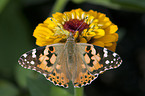 painted lady