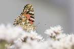 painted lady