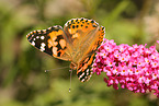 painted lady butterfly