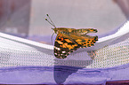 painted lady