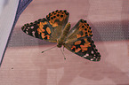 painted lady
