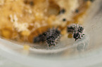 painted lady