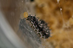 painted lady