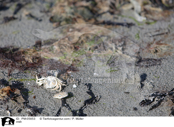 crab / PM-05853