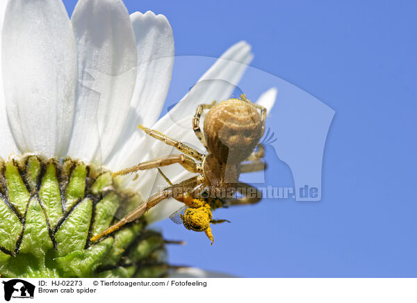 Braune Krabbenspinne / Brown crab spider / HJ-02273