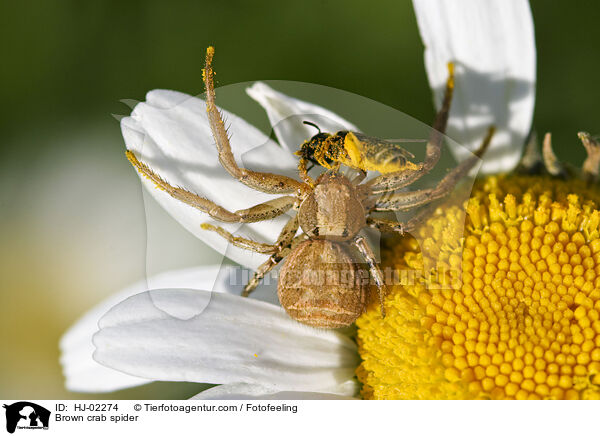 Braune Krabbenspinne / Brown crab spider / HJ-02274