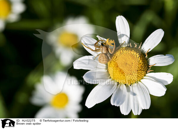 Braune Krabbenspinne / Brown crab spider / HJ-02275