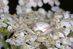 crab spider