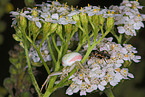 crab spider