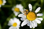 Brown crab spider