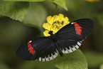 postman butterfly