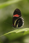 postman butterfly