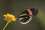 postman butterfly
