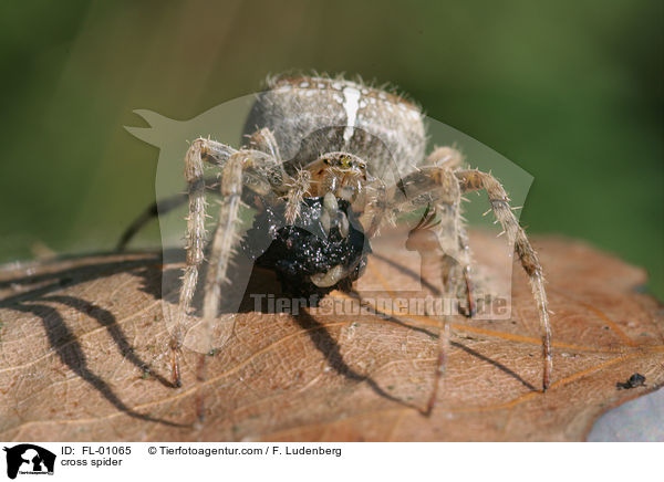 Gartenkreuzspinne / cross spider / FL-01065