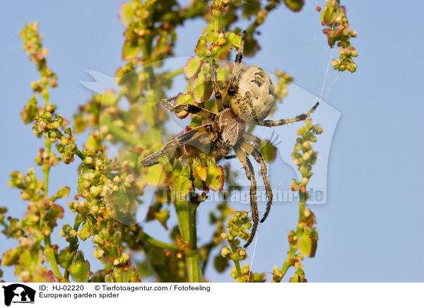 Garten-Kreuzspinne / European garden spider / HJ-02220