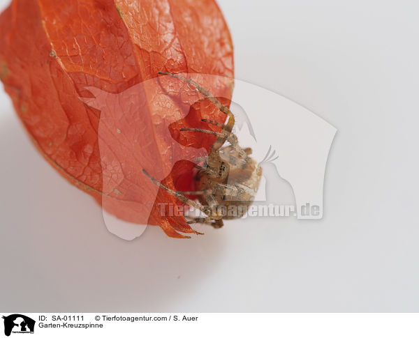 Garten-Kreuzspinne / Garten-Kreuzspinne / SA-01111