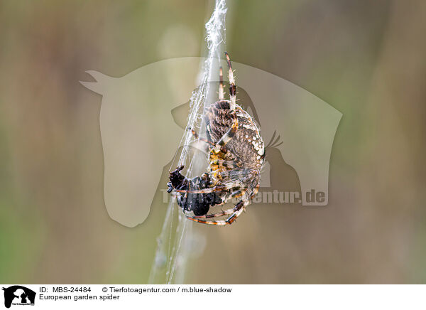 Garten-Kreuzspinnen / European garden spider / MBS-24484