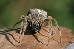 cross spider