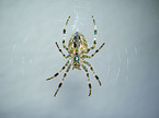 European garden spider