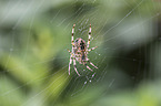 European garden spider