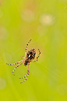 European garden spider