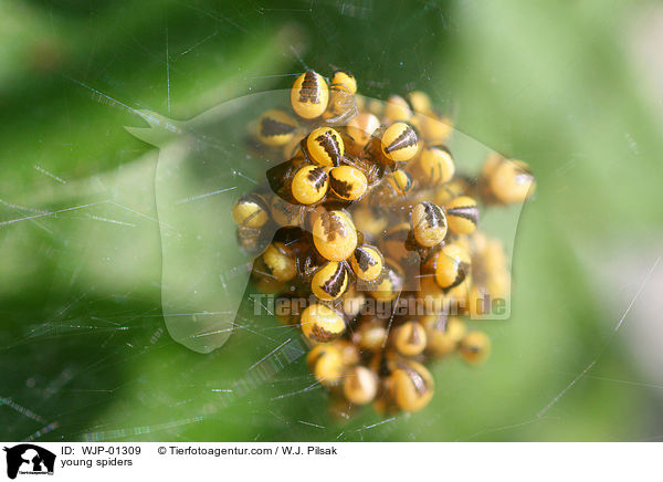 junge Spinnen / young spiders / WJP-01309