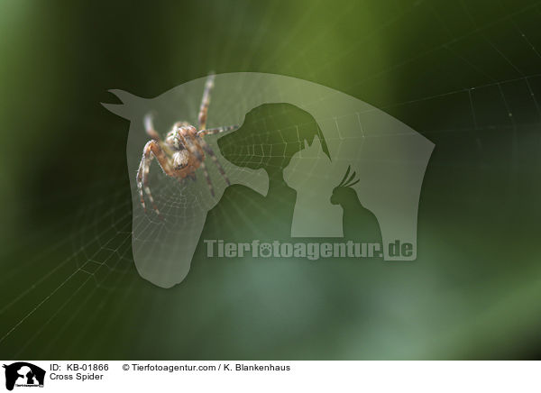 Kreuzspinne / Cross Spider / KB-01866