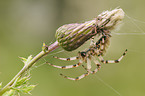 cross spider