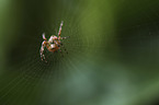 Cross Spider