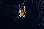 cross spider